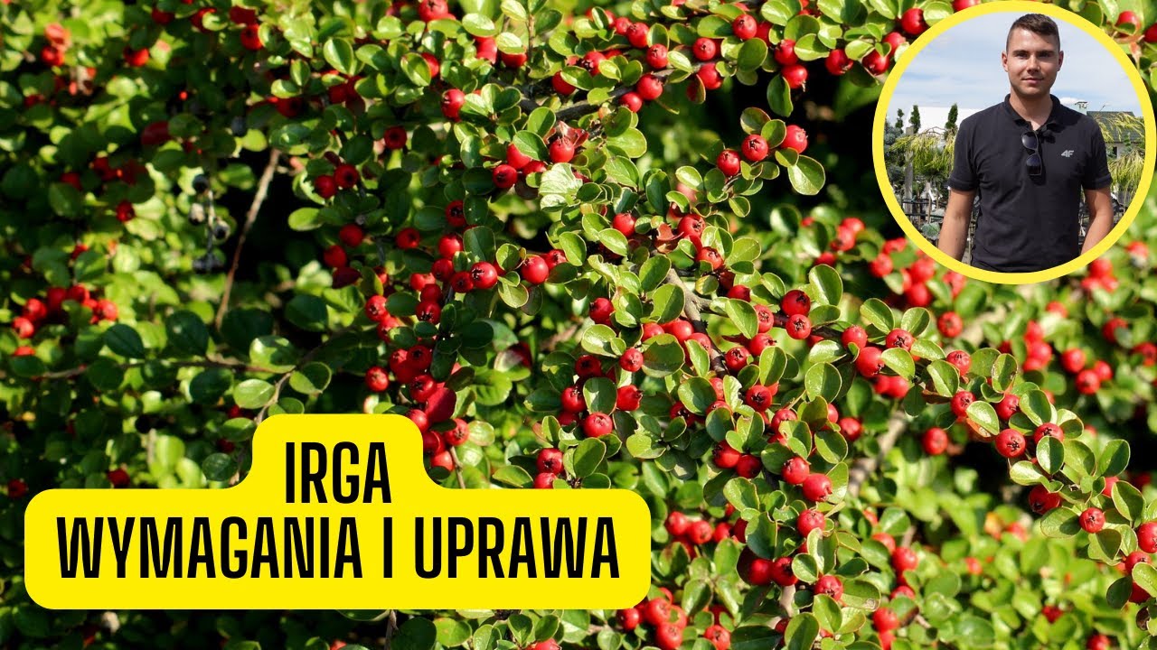 Irga – wymagania i uprawa. Zimozielona roślina płożąca o czerwonych kuleczkach