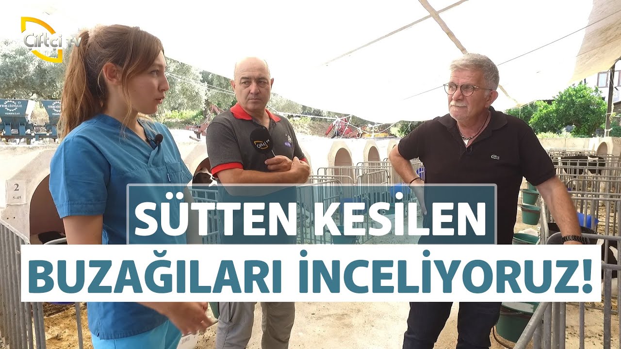 Sütten Kesilen Buzağıları İnceliyoruz! - Çiftlik Kabusları