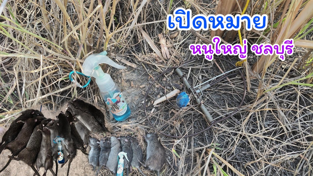 เปิดหมายใหม่เกินคาด !!! ดักหนูชลบุรี รอยเก่าๆ แต่หนูเยอะ เหยื่อขี้ใต้ + น้ำหอมพลังสีฟ้า 