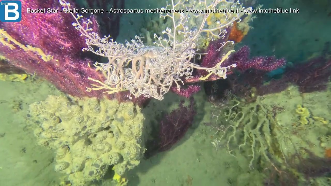 Basket Star - Stella Gorgone - Astrospartus mediterraneus - www.intotheblue.it