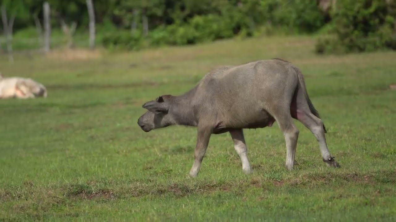 Water Buffalo Grazing: Asian Countryside Nature Sounds | No Music Rural Life Ambience