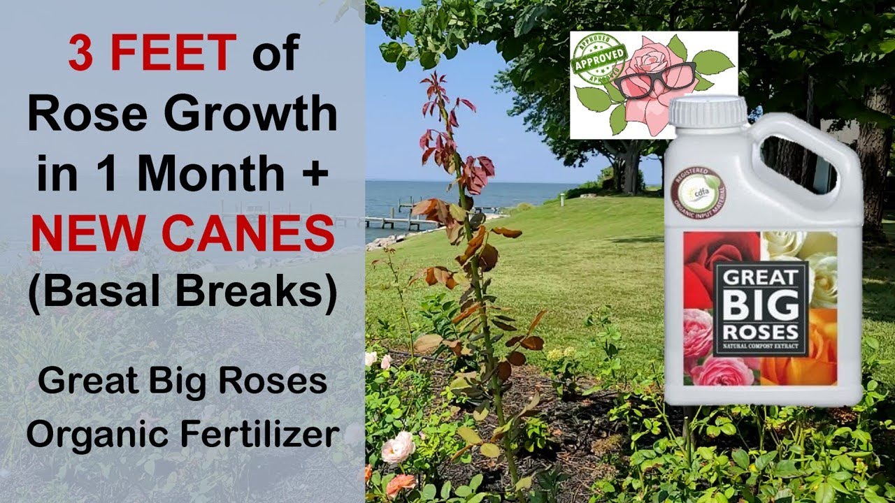 🌹 3-FOOT Rose Growth in a Month with Great Big Roses Organic Humic Acid Fertilizer