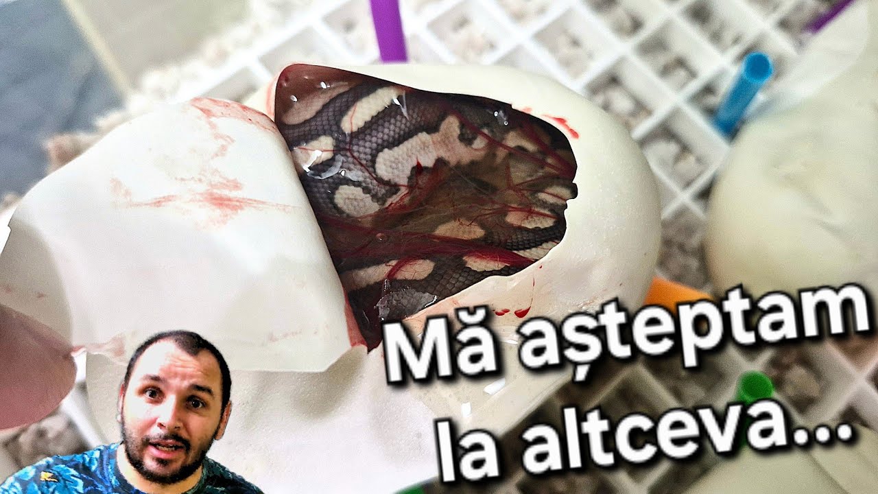 Am deschis ouăle din al doilea cuib de piton regal