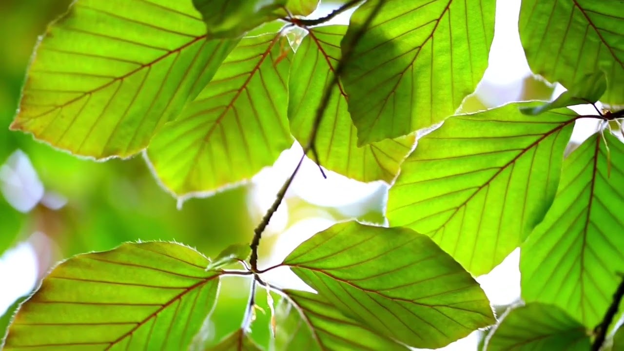 5-Minute Forest Relaxation: A Quick Mindfulness Escape