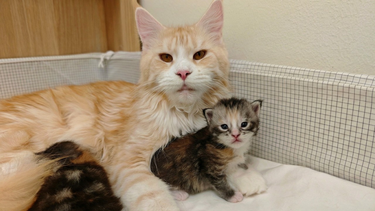 Happy and Chubby Maine Coon Kittens - 2 Weeks Old!