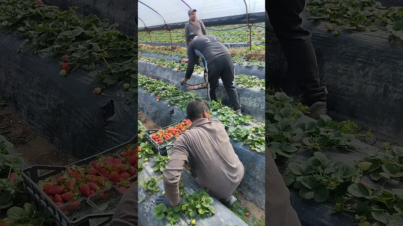 working in strawberry #shortvideo #explore #Greece🇬🇷