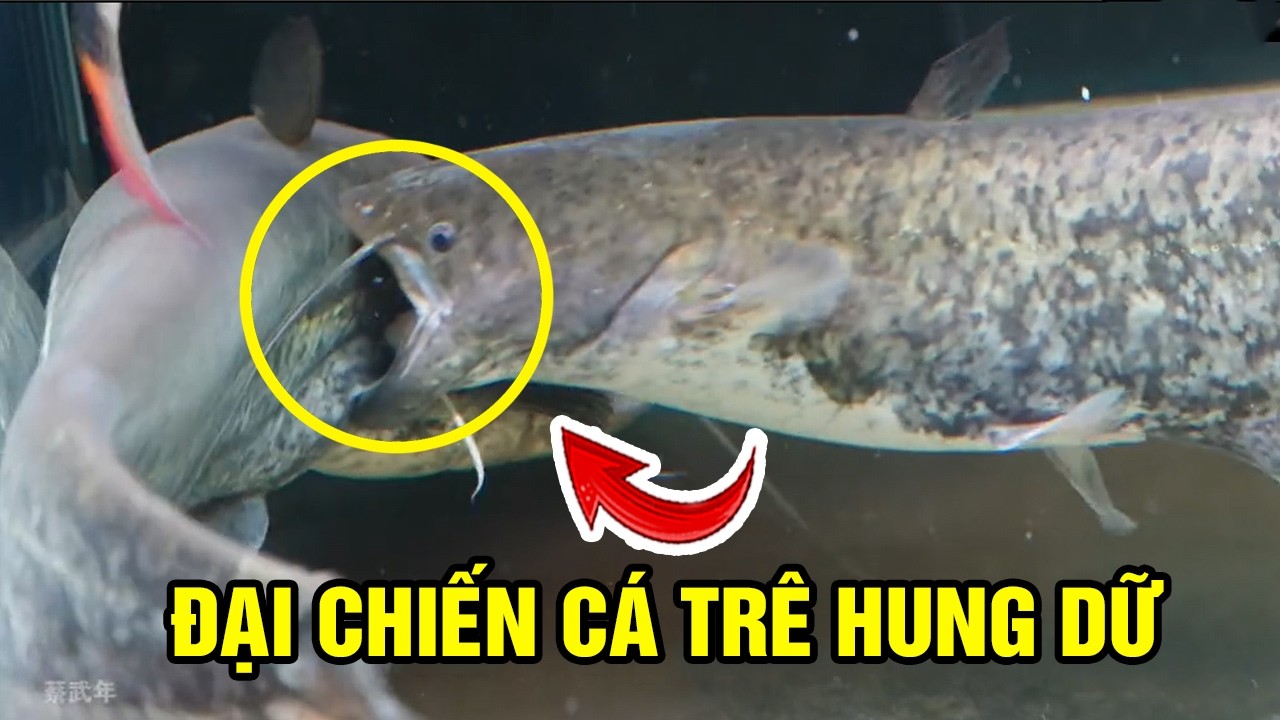 Review Nuôi ĐÀN CÁ TRÊ Hung Dữ Trong Bể Kính Và Cái Kết Bất Ngờ