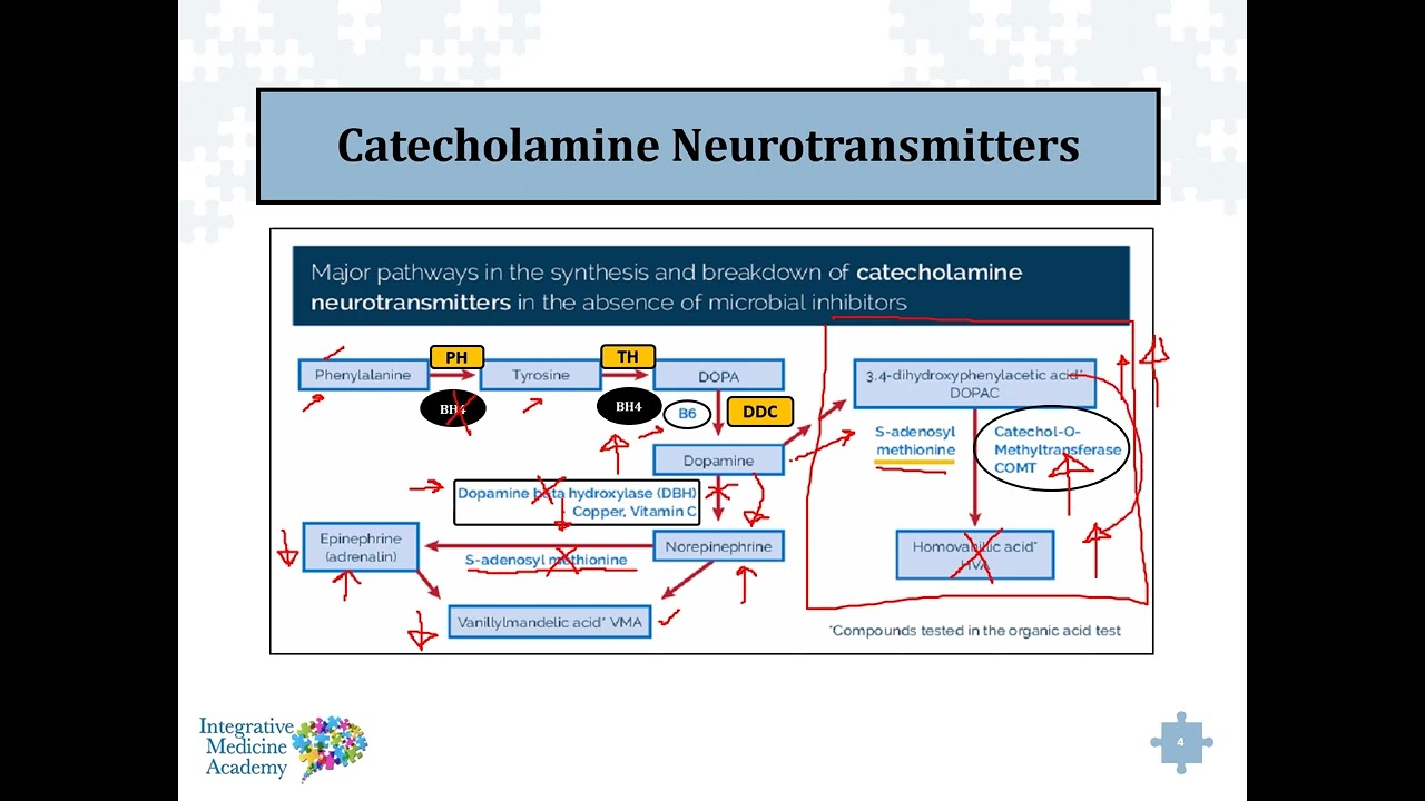 Catecholamine Neurotransmitter Conversions, Cofactors & Converting Enzymes