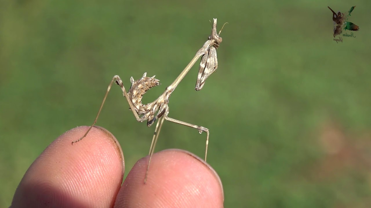 Empusa fasciata - Peygamber devesi Böceği