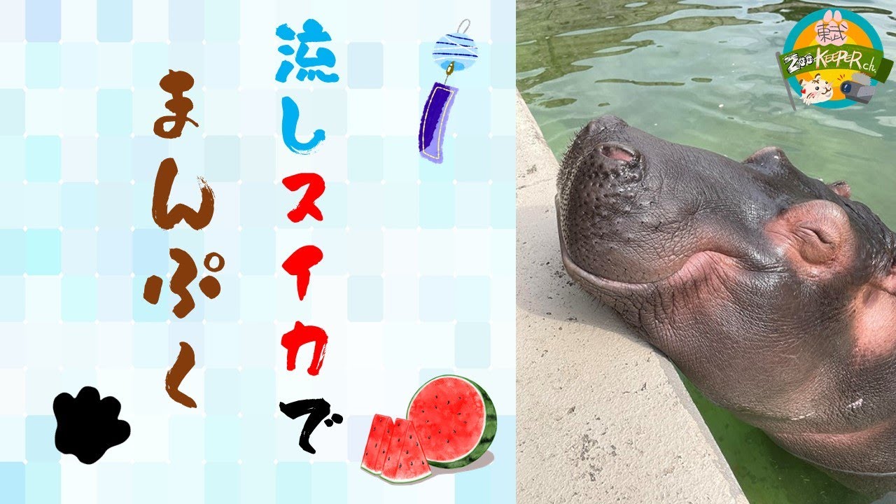 流しスイカでまんぷく！！  東武動物公園