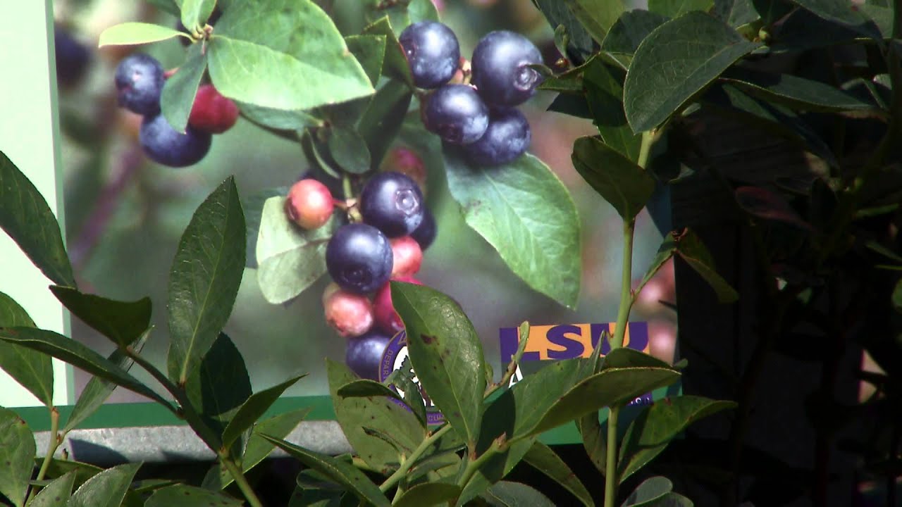 Rabbiteye blueberries are Louisiana Super Plants