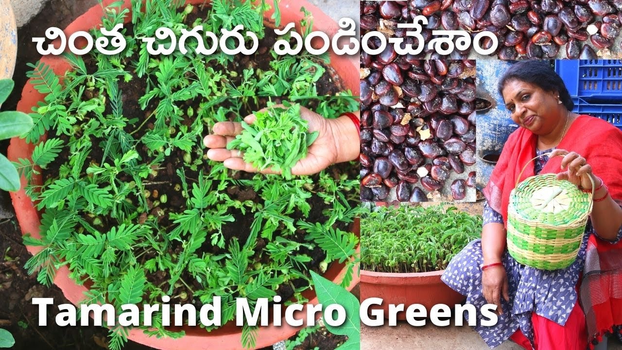 Tamarind Microgreens/చింత చిగురు పండించేద్దాం/How to grow Tamarind  Seeds/Tamarind forest/చింతగింజలు