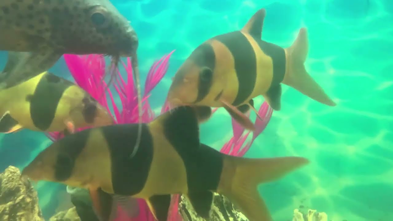 Боция клоун - Tiger Loach. Описание. Особенности содержания и разведения.