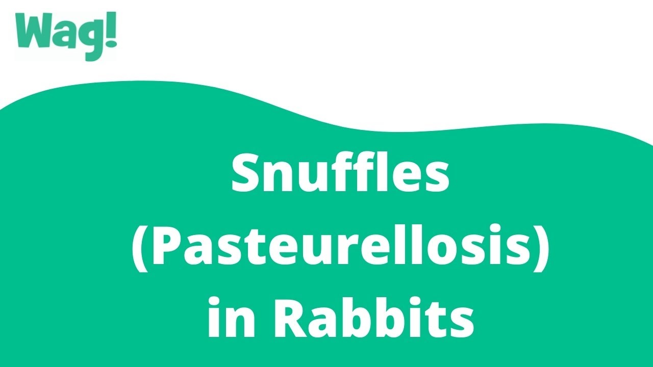 Snuffles (Pasteurellosis) in Rabbits | Wag!
