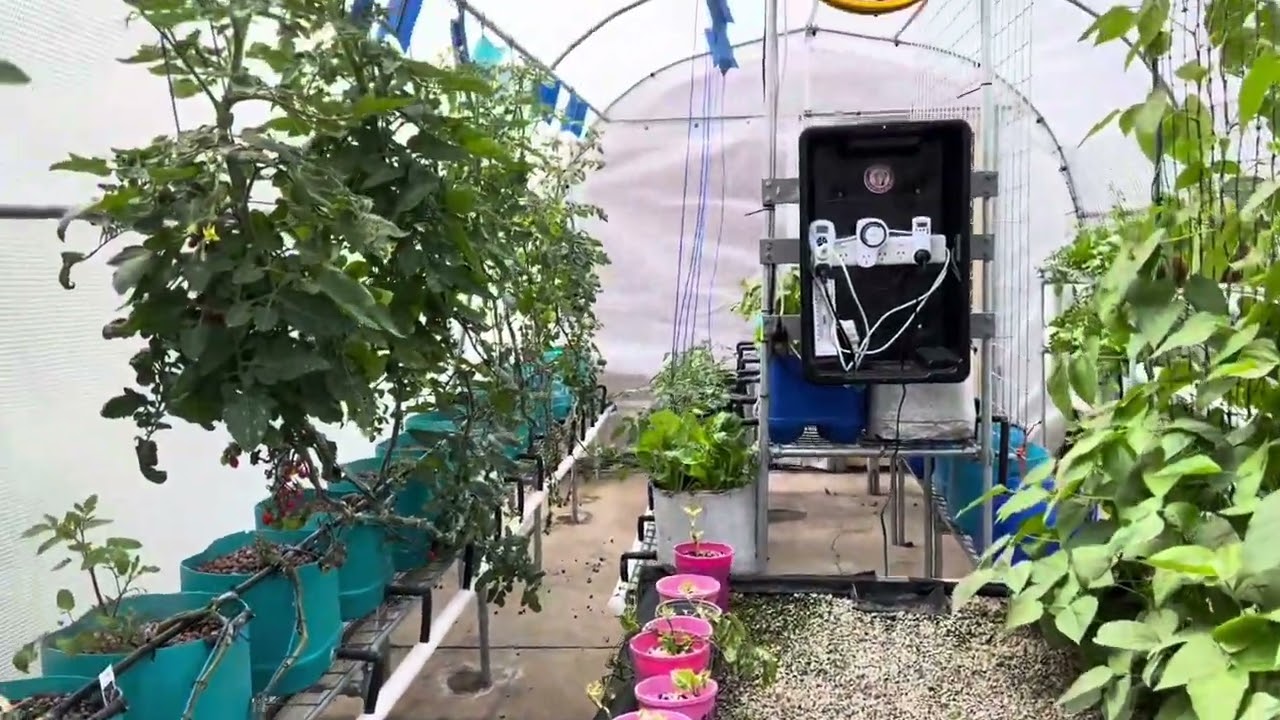 Hydroponic vegetable garden