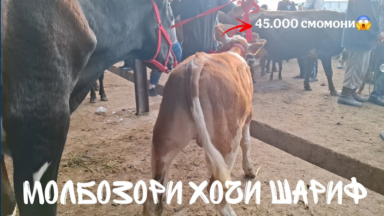 🙉ФАКАТ ПЕШИ ТАРОЗУ🙉.МОЛБОЗОРИ ХОЧИ ШАРИФ. 2 мая 2025 г