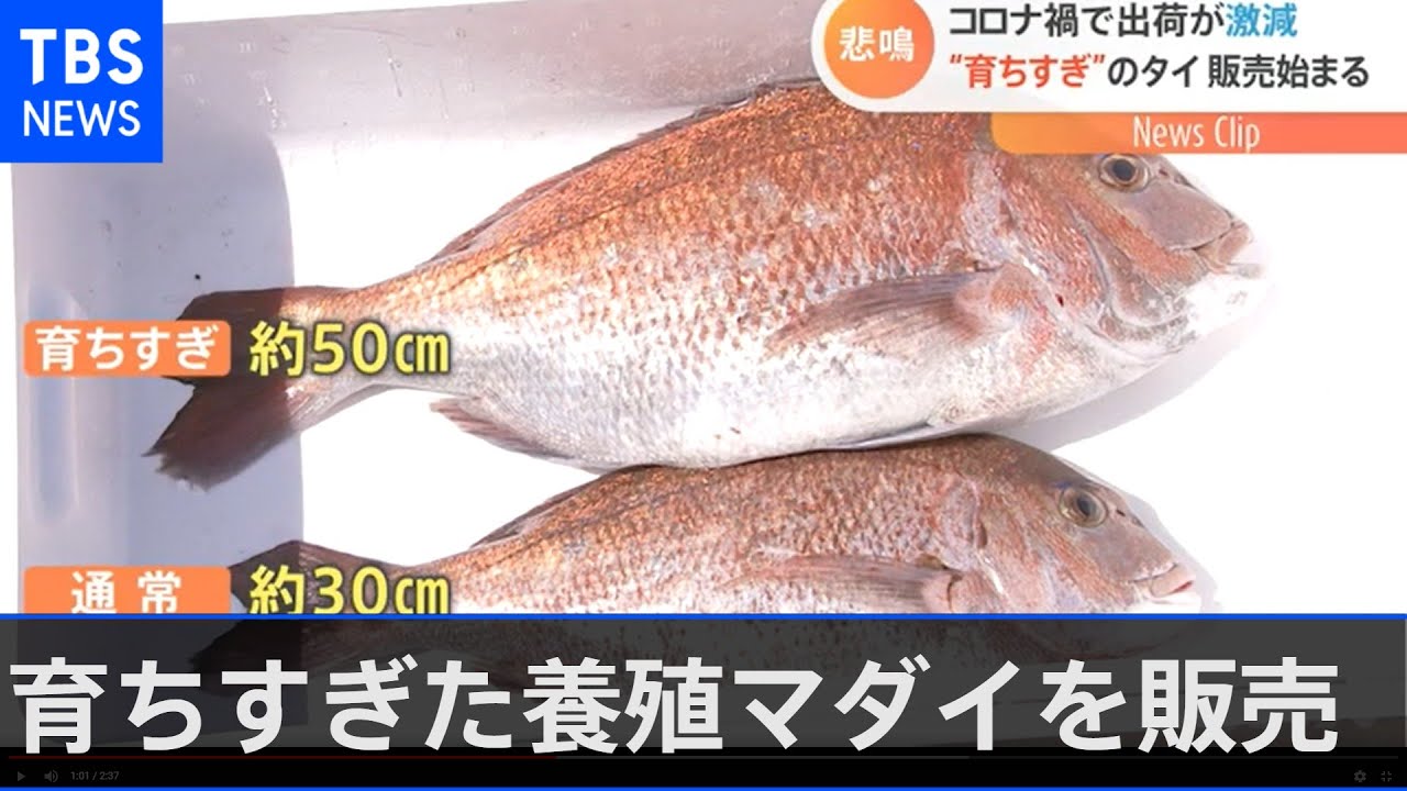 コロナで出荷されず育ちすぎた養殖マダイ３万匹 産地を救え！