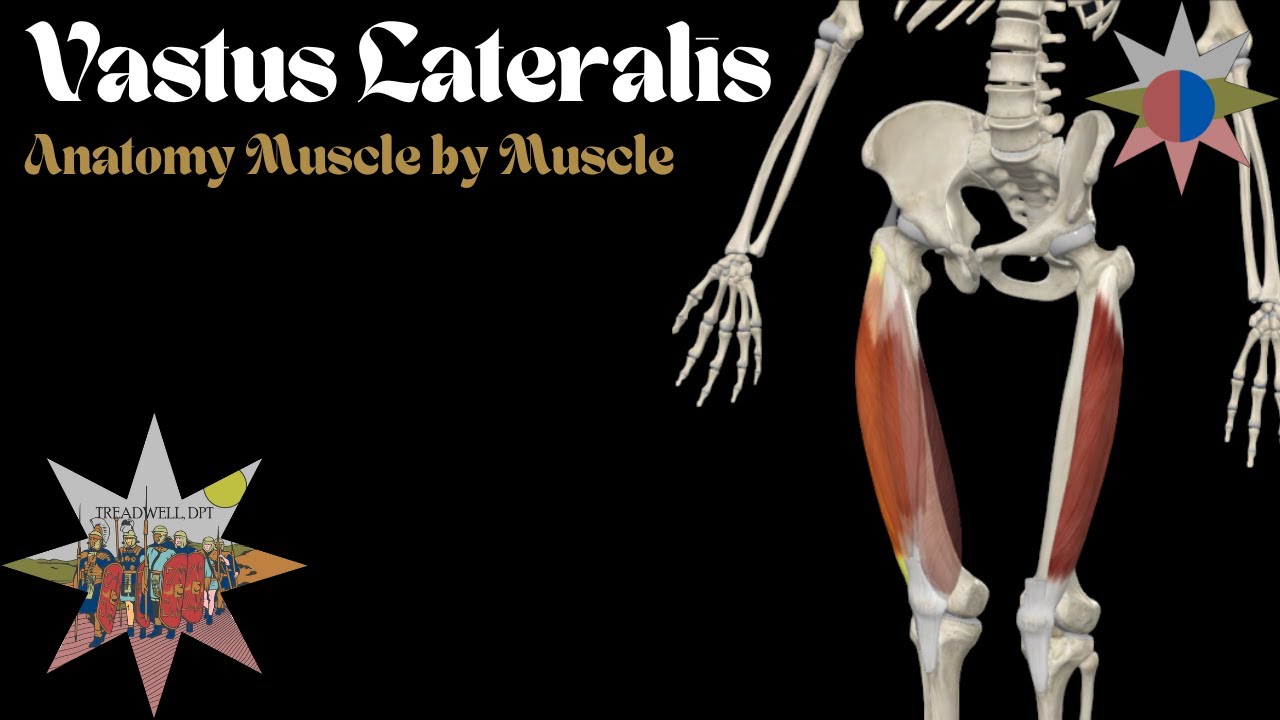 Vastus Lateralis – The Quad’s Single-Joint Powerhouse | Anatomy Breakdown – Treadwell, DPT
