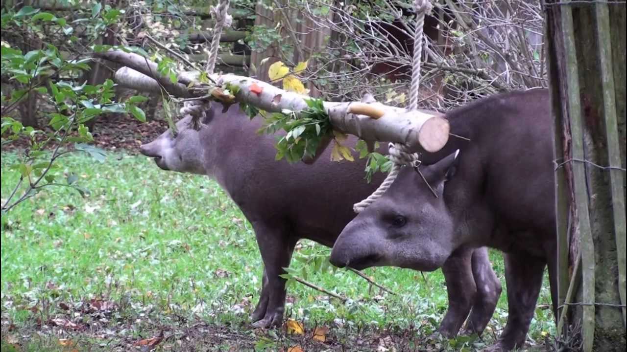 tapir log swinger enrichment
