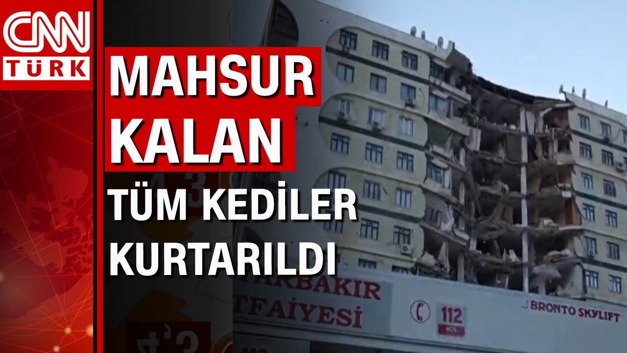 Diyarbakır’daki Galeria Sitesi'nde mahsur kalan tüm kediler kurtarıldı!