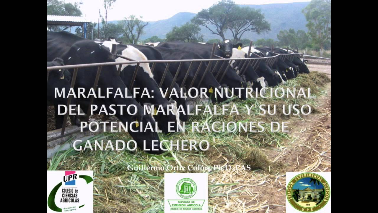 Maralfalfa: Valor nutricional del pasto maralfalfa - VideoWeb EEA