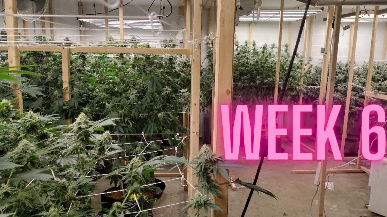 WEEK 6 OF FLOWER | GORILLA GLUE AND MANDARIN COOKIE LED GROW