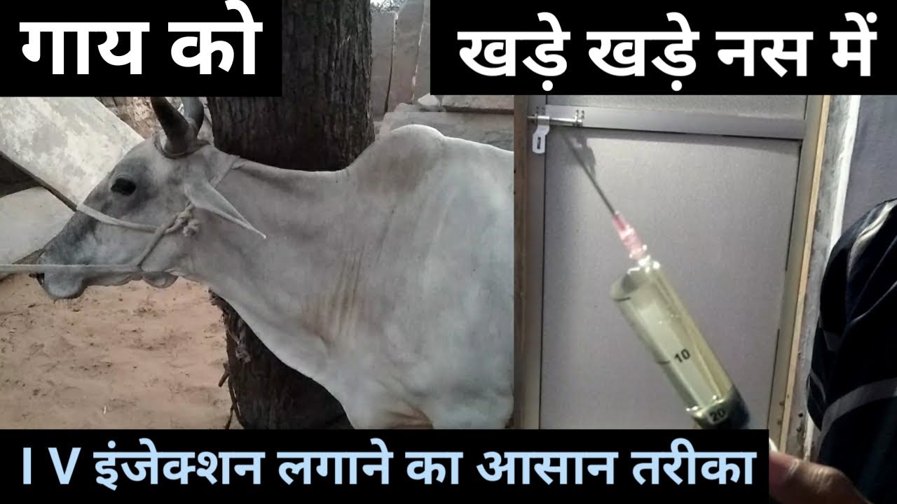 intravenous injection in cattle गाय को नस में इंजेक्शन how to give iv injection in cattle/ cow ko IV