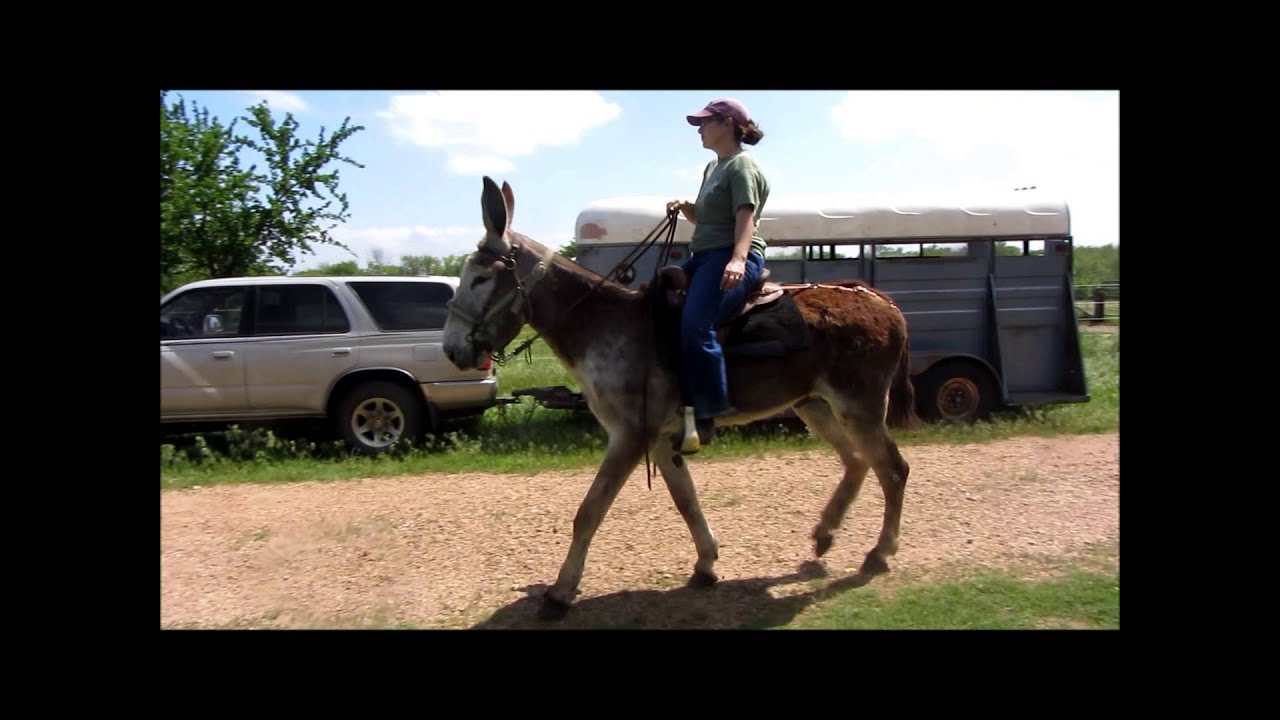 GAITED MAMMOTH JACK IN SLOW MOTION