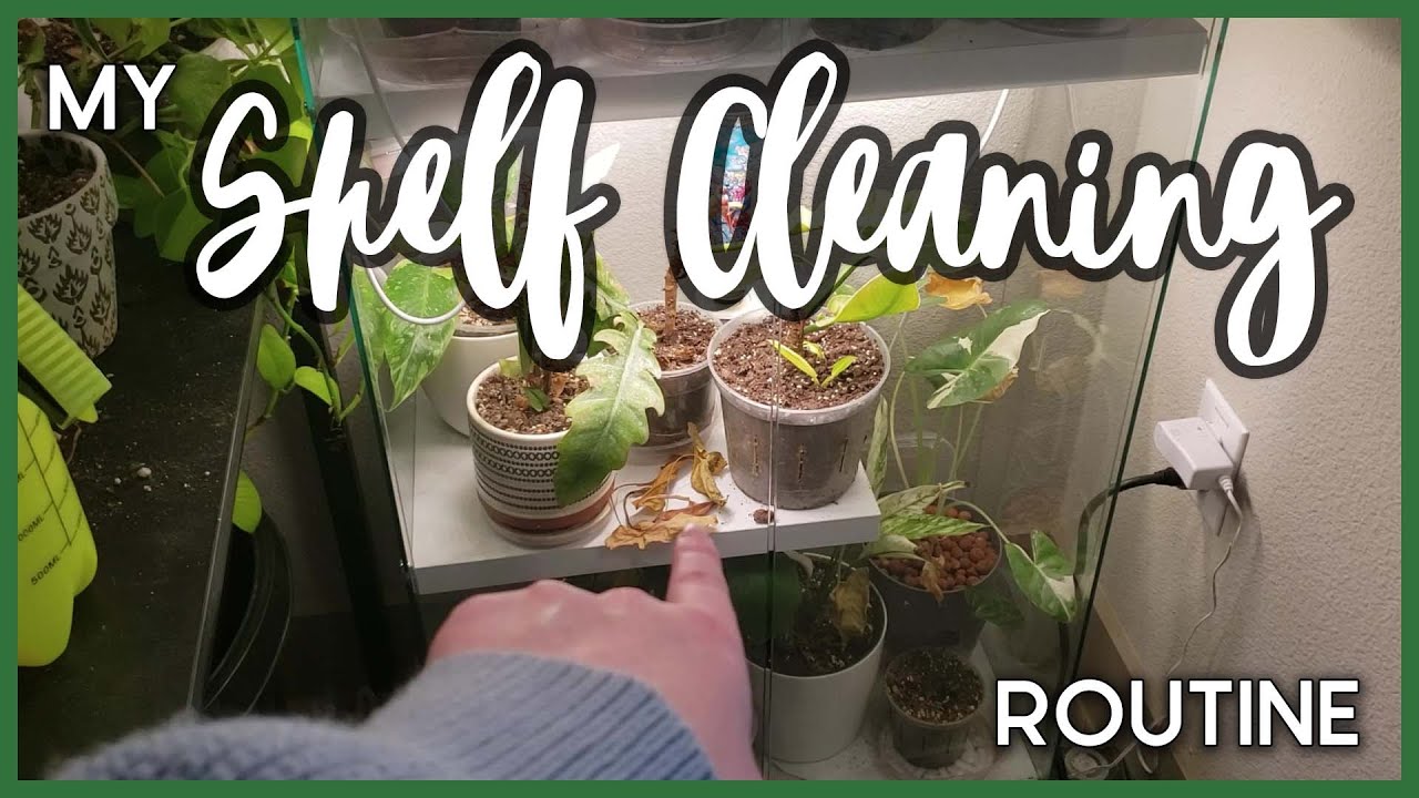 My Glass Plant Shelves Clean Routine