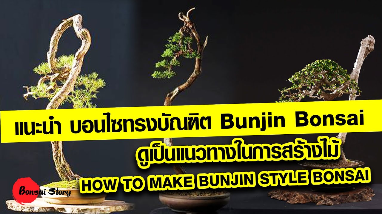 แนะนำ บอนไซทรงบัณฑิต Bunjin Bonsai  ดูเป็นแนวทางในการสร้างไม้  HOW TO MAKE BUNJIN STYLE BONSAI