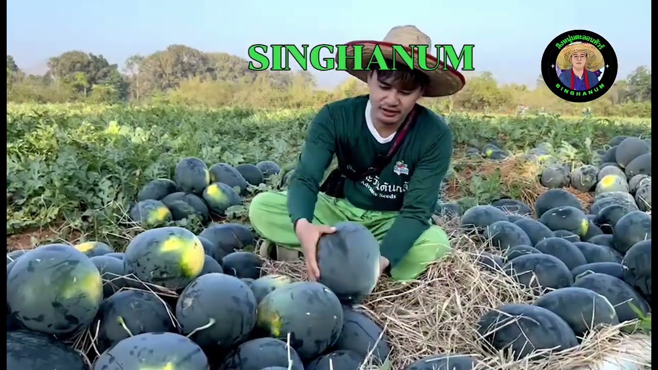 ปลูกพืชใช้น้ำน้อย 