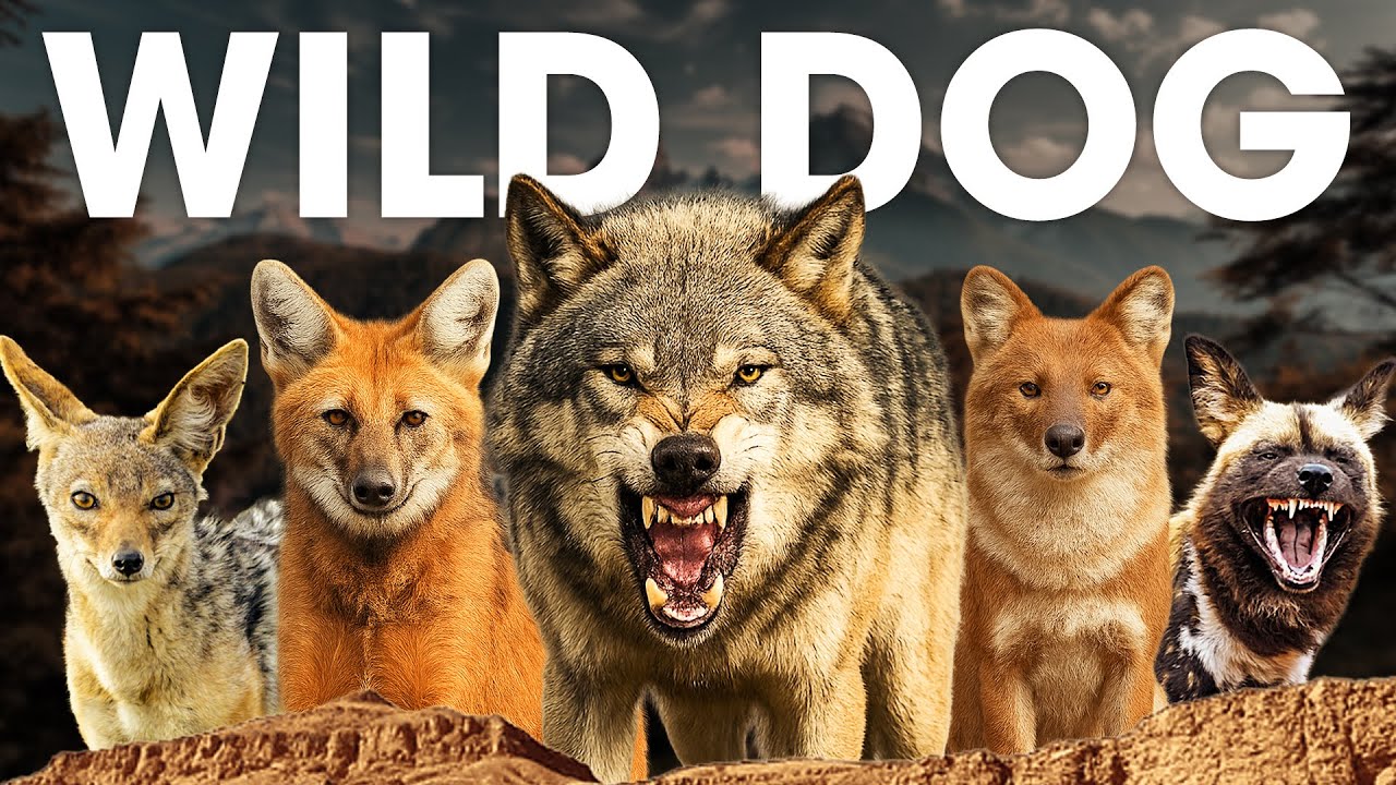 All 20+ Species of Wild Dog (Including the One Controversial Breed from Australia) #animalspecies