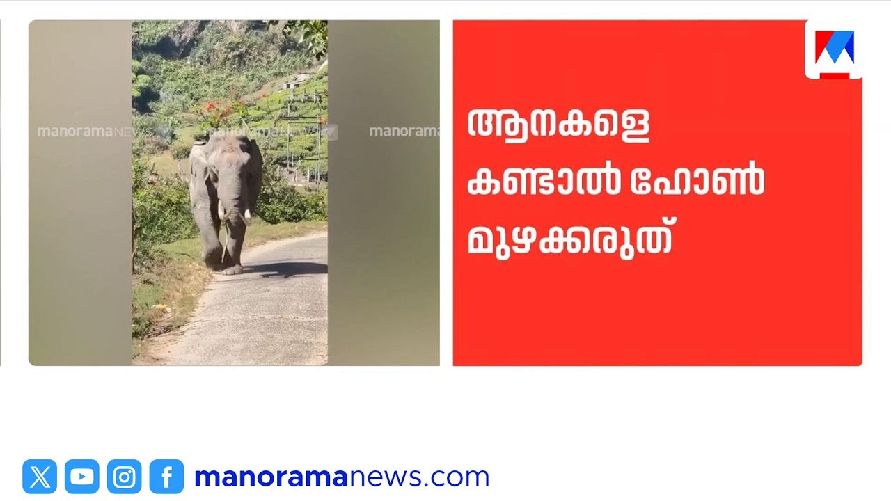 മൂന്നാറിൽ നാല് കാട്ടാനകൾ മതപ്പാടിൽ; വിനോദസഞ്ചാരികൾക്ക് ജാഗ്രതാനിർദ്ദേശം |Munnar | WildElephant