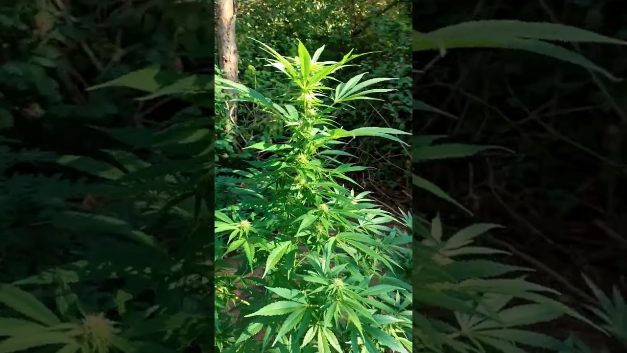 wird sie es schaffen? 🤔oct. 1 AUTO CRITICAL ORANGE PUNCH  #guerilla #grow