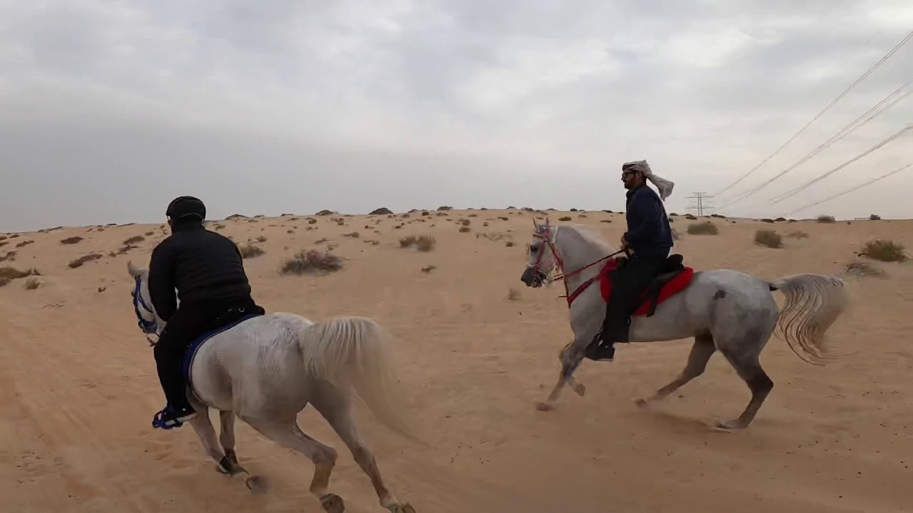 رحلة عل الخيل الى بحيرات الاحساء، الجزء ١ من ٣