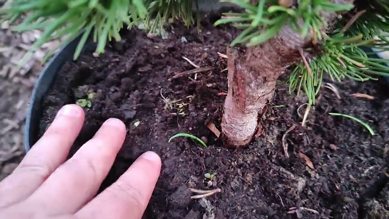 Распаковка сосны Якобсон.Питомник Веры Глуховой.