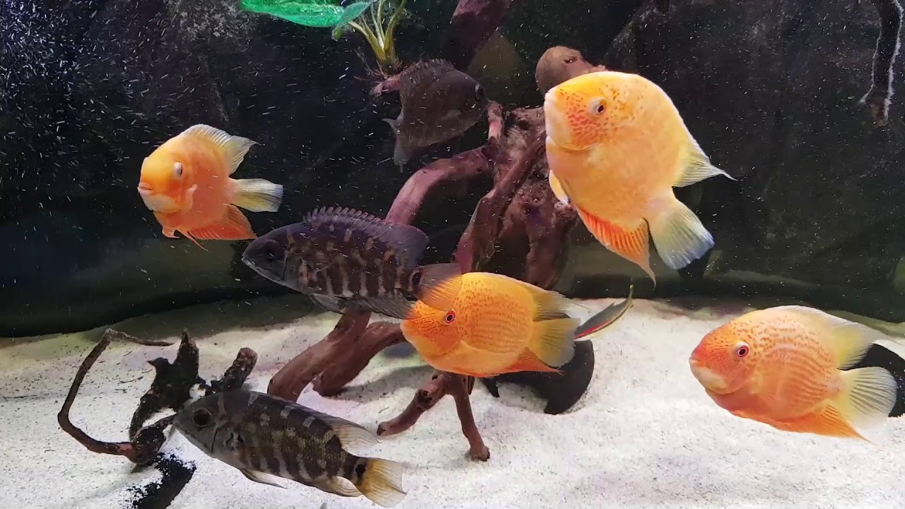 AKWARIUM 750 - SEVERUM, GEOPHAGUS, HOPLARCHUS