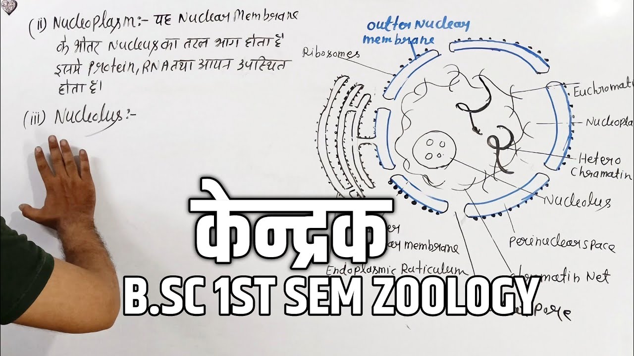 Nucleus Bsc 1st Year Zoology | केन्द्रक क्या है | Nucleus Structure and Function