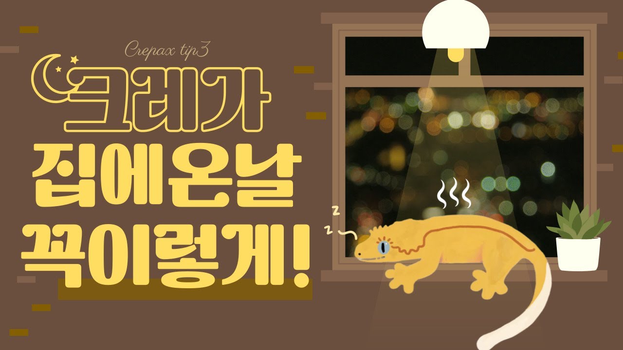 크레스티드 게코가 처음으로 집에 온 날 꼭 이렇게 해주세요. 밥을 안 먹는다고 당황하실 필요 없습니다!