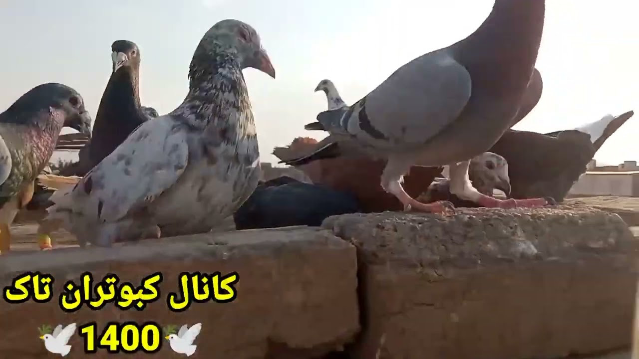 جلد کردن کبوتر.با روش گرسنه نگه داشتن