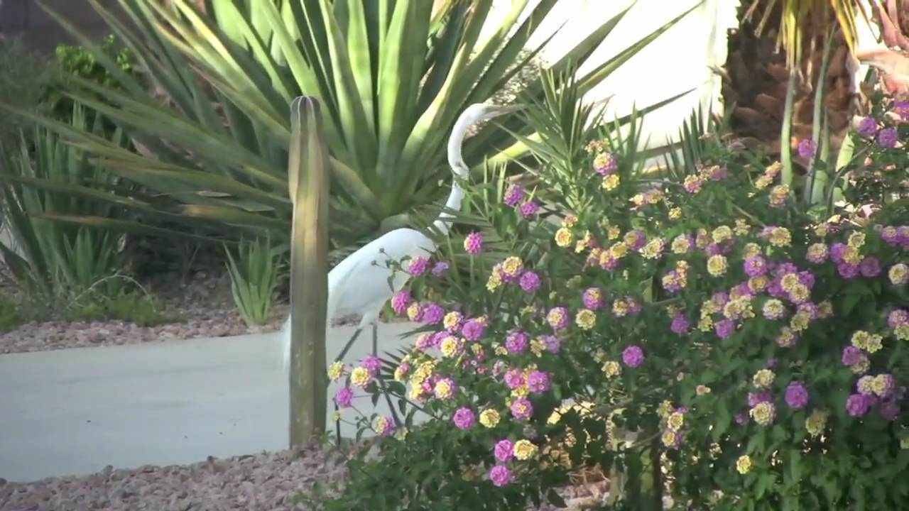 Great White Egret - Palm Desert. CA