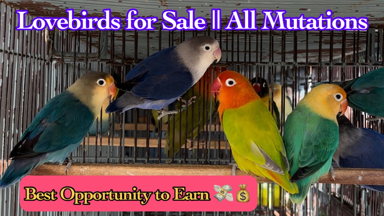 Lovebirds for Sale || All Mutations