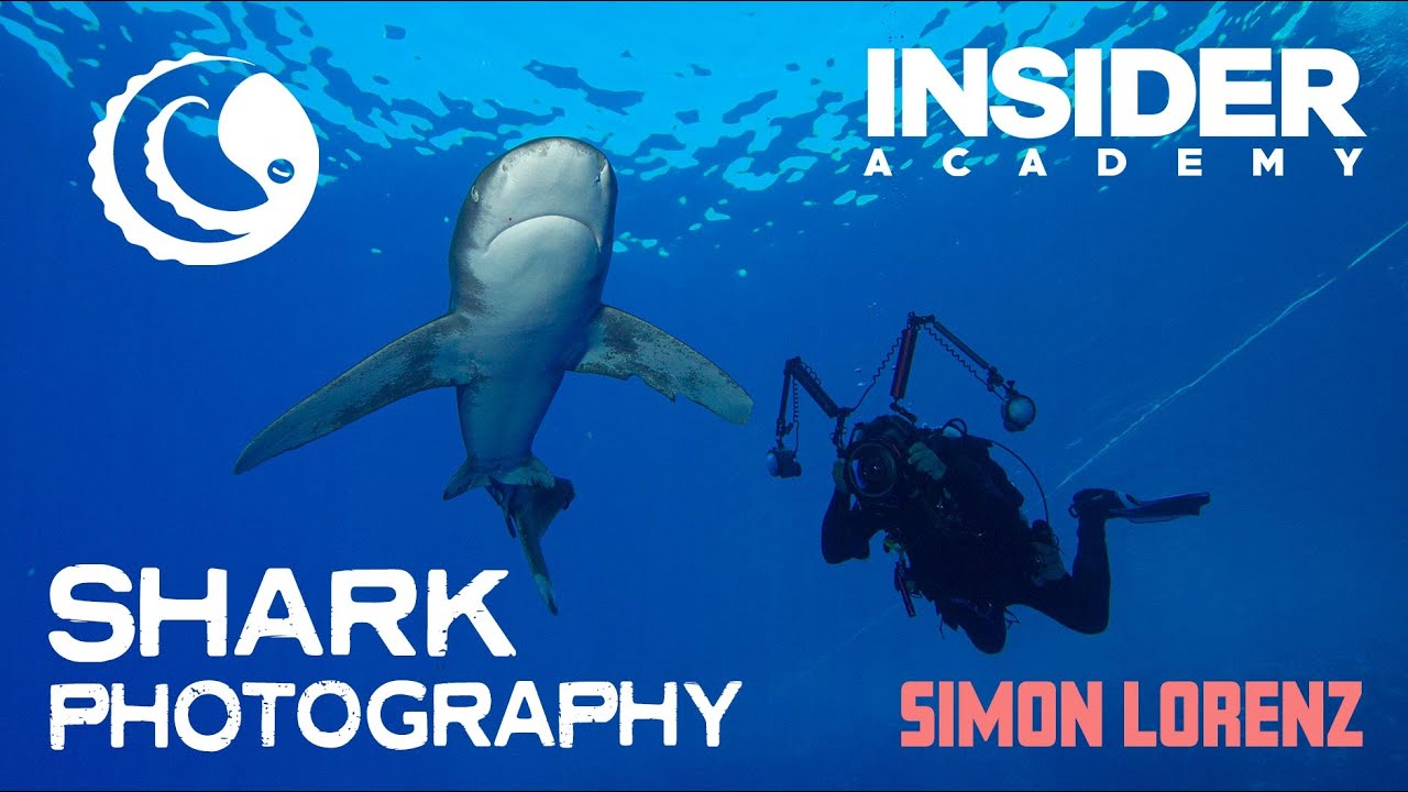 Shark Photography by Simon Lorenz