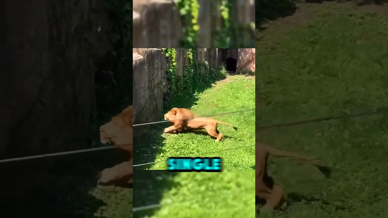 Massive Lion Jumps Over High Wall With Stunning Agility