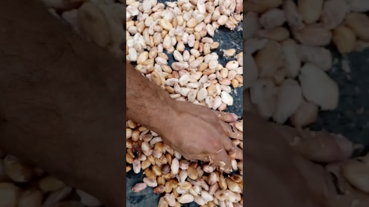 SECADO DE CACAO.
