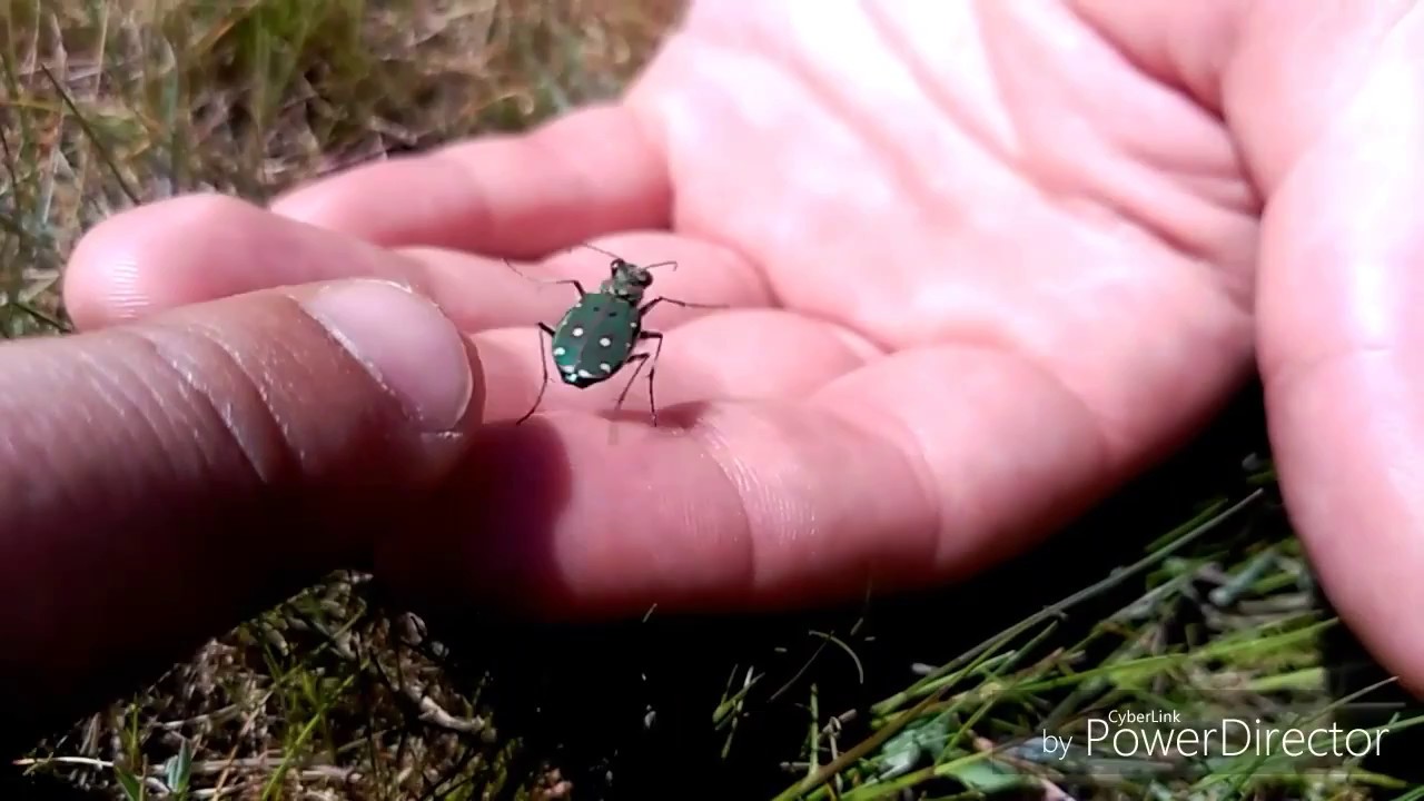 Escarabajo TIGRE / Cicindela CAMPESTRIS / Escarabajo verde . Pen&iacute;nsula Ib&eacute;rica (Madrid)