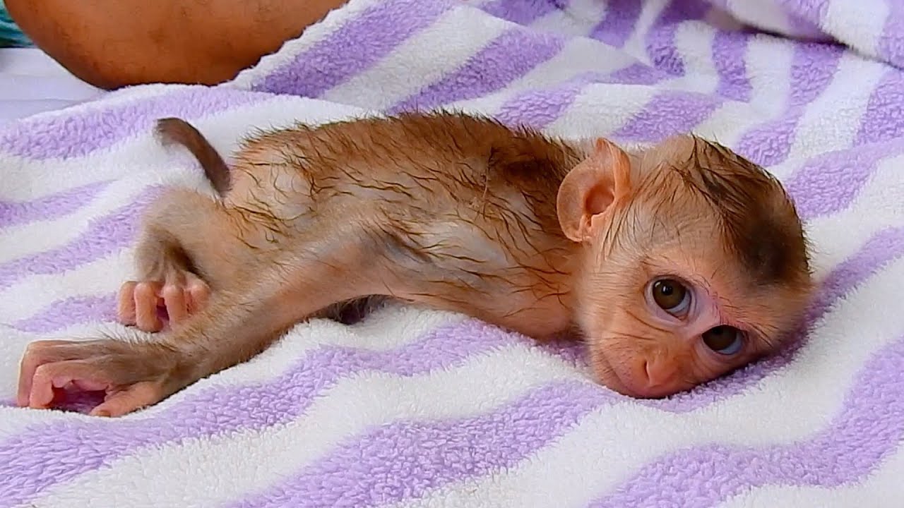Monkey JULIE So Calm To Let Daddy Dry Her Hair After Bath.