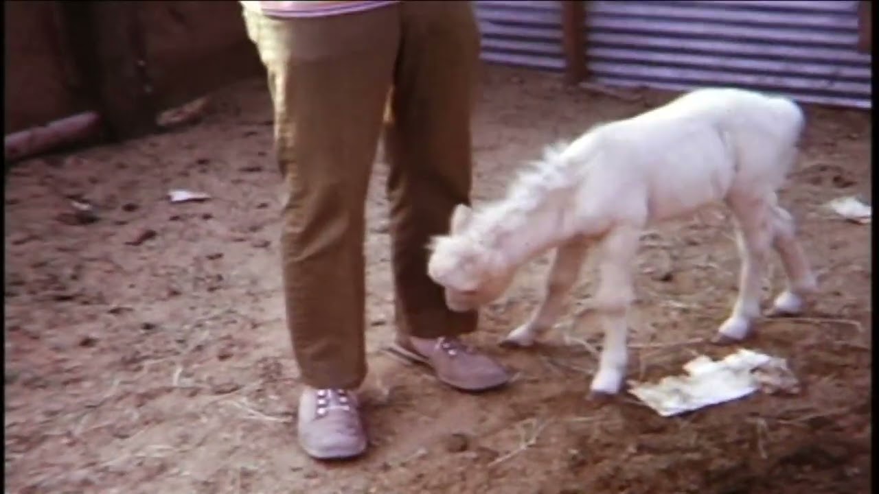 Uncle Jack and Ponies 1971