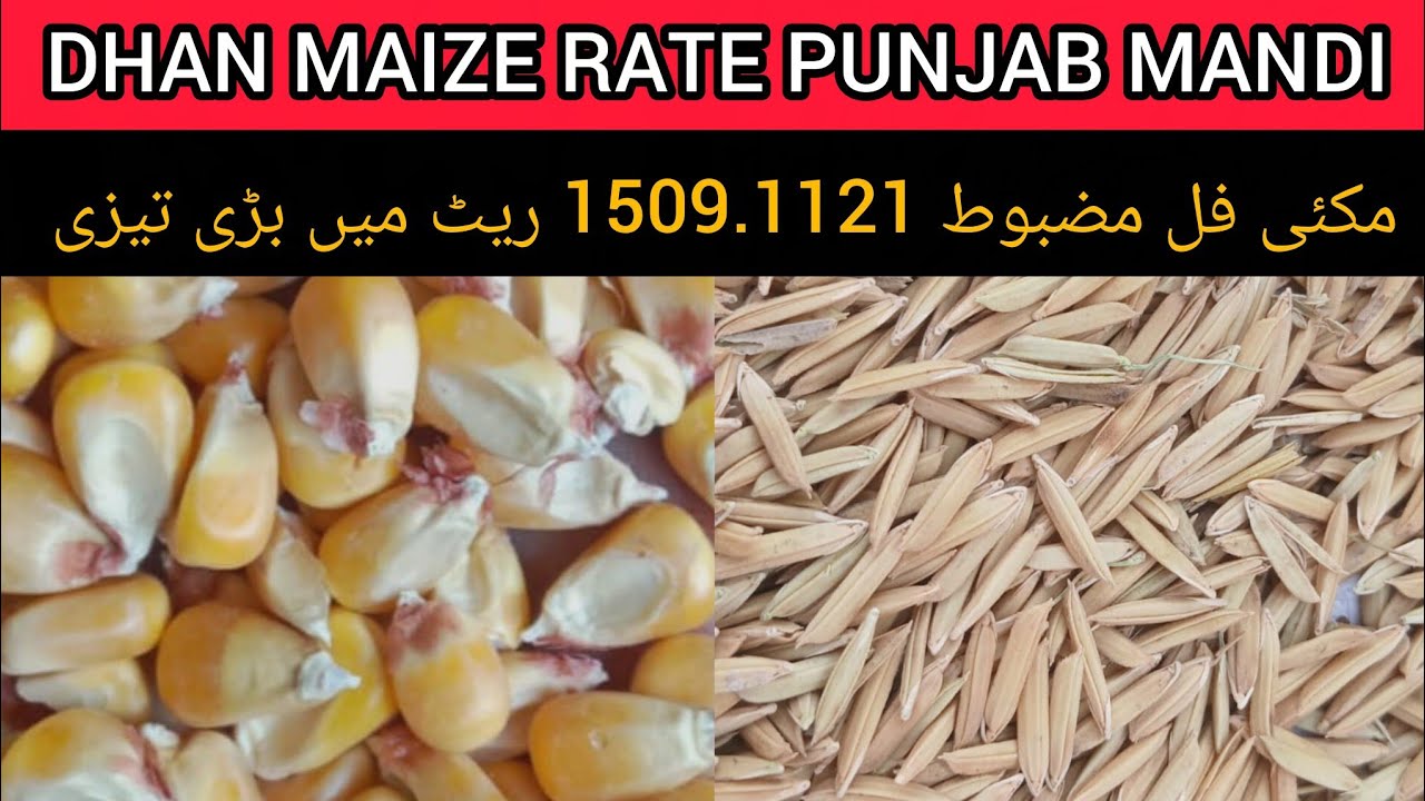 DHAN PRICE TODAY OKARA MANDI PUNJAB PAKISTAN MAIZE PRICE TODAY OKARA MANDI 09.02.2026