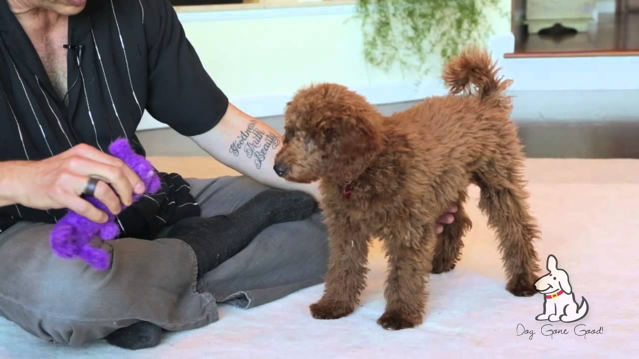 How to Teach Stand-Stay